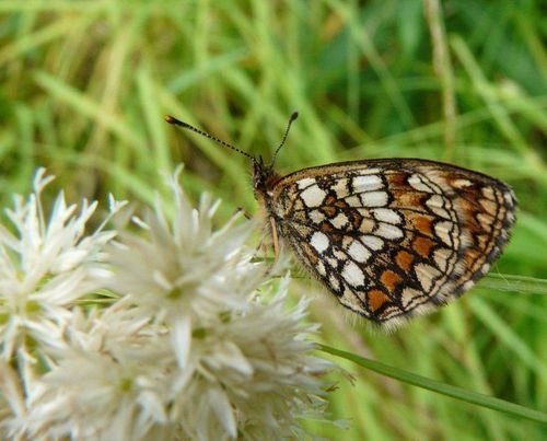 Mellicta varia M alpine Simplon - Copie