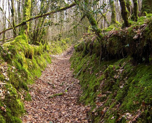 sentier