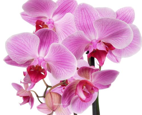 orchidee-phalenopsis