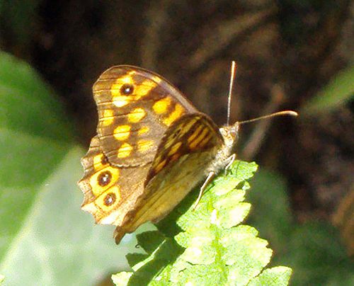 papillon-sur-fougere.jpg