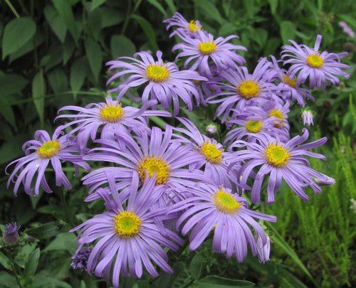 aster-amellus-Blue-King-26-aout-11.jpg