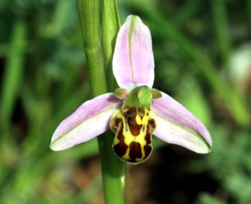 orchidéegros plan
