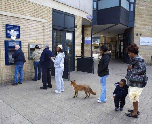 Orderly-queue_arbroath.jpg