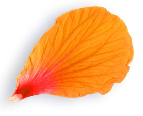 Pétale d'hibiscus orange