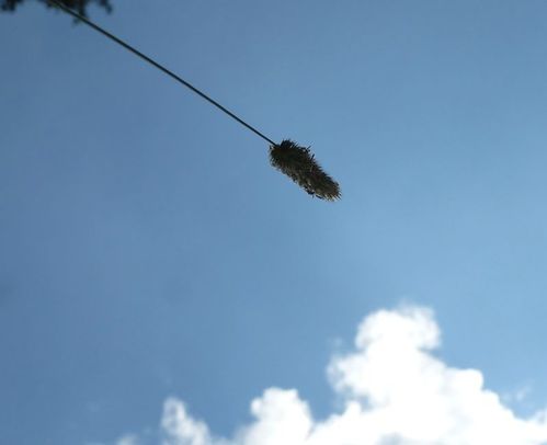 ete montagne (19)