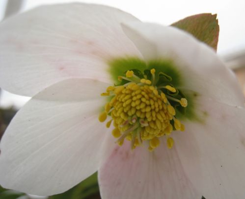 FLEURS-3776.jpg