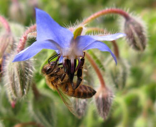 computerhotline_-_abeille_sur_une_fleur_de_bourrache_by_5.1.jpg