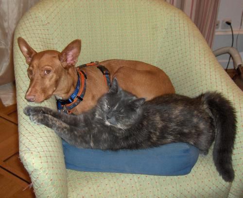 http://img.over-blog.com/500x407/3/03/30/97/2012/adopter-un-podenco-podenca-carra-geneve-suisse-galgos-ethi.jpg