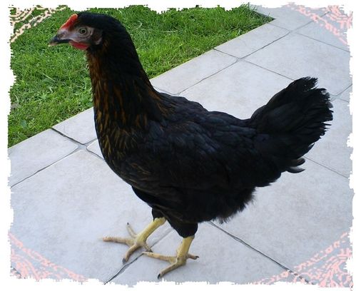 blackette.jpg