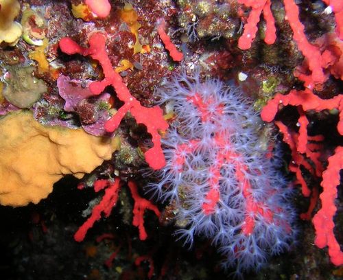 PXR corail