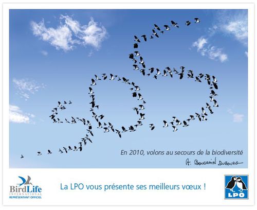 Ecard2010 LPO (2)