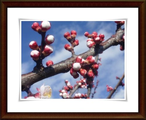 FLEURS-ABRICOTIERS--2-.JPG