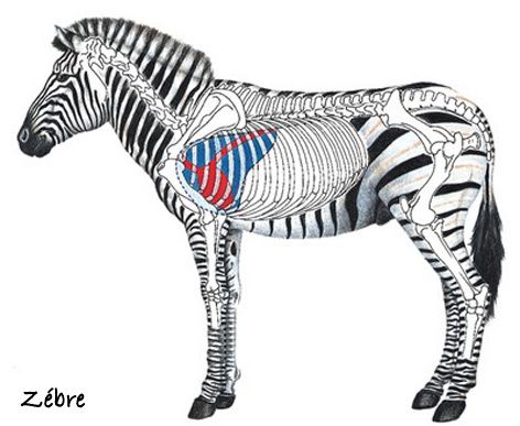 zebra-diagram