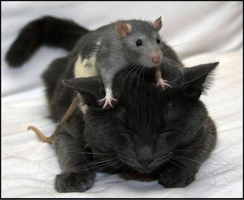 rat-on-cat.jpg