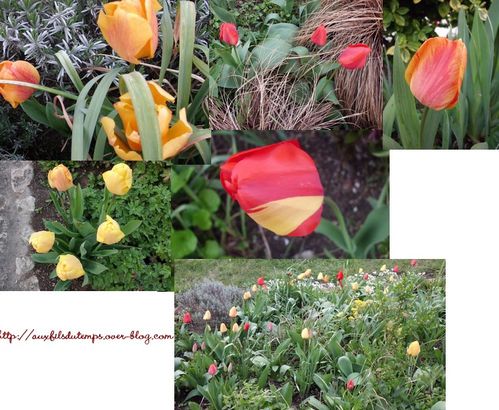 montage tulipes