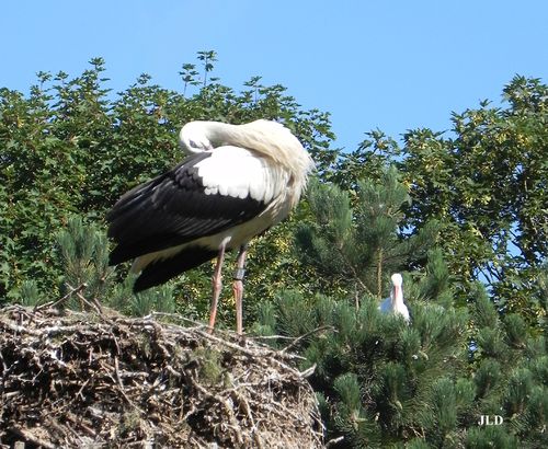 CIGOGNE-01.JPG