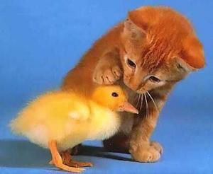 244890_idt1lkbtxl6gki843jjcda3l8zx7z5_chaton_canneton_humou.jpg