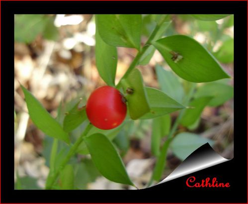 ruscus-1-fruit-de-pres.jpg