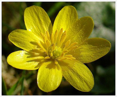 bouton d'or denise