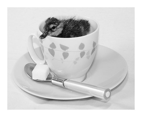 un-canard-dans-le-cafe-308