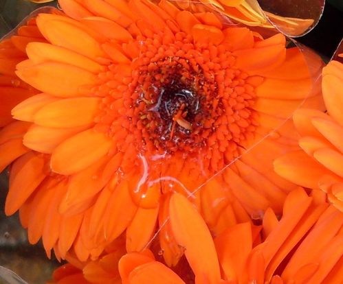 coeur-de-gerbera-2.jpg