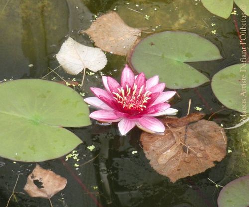 fleur de lotus rose emblématique de Bouddha