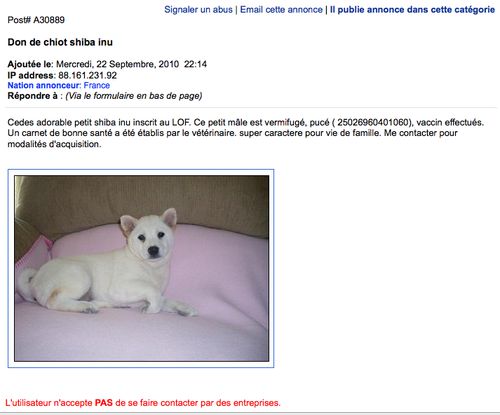 DONNE CHIOT SHIBA INU ou AKITA INU, ATTENTION ARNAQUE ! - LE BLOG ...