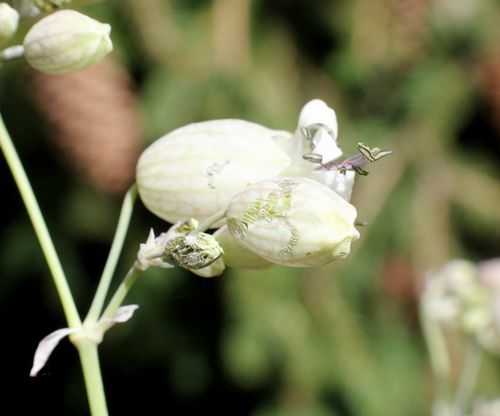 Silene-vulgaire-4.jpg
