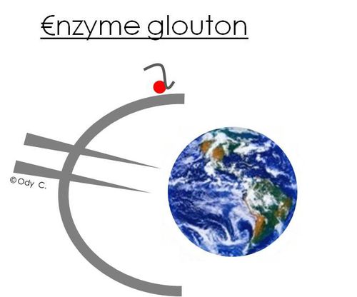 Enzyme glouton