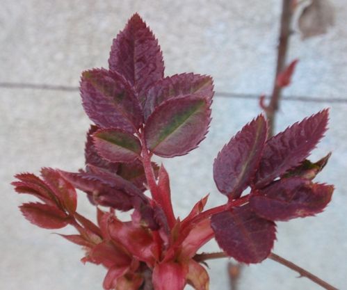 2010-03-14-Carroir001-small.JPG