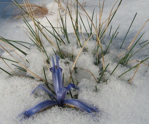 neige2-7-mars-10.jpg