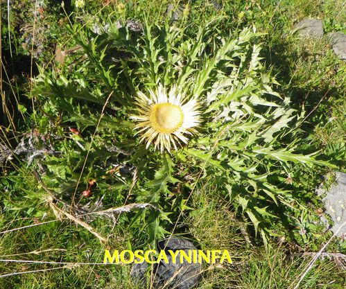 flor-alta-montana.jpg