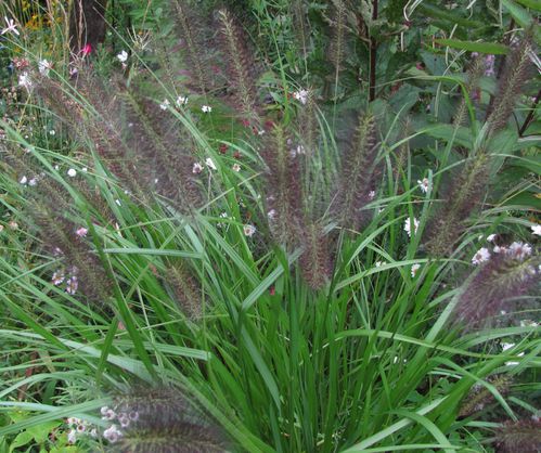 pennisetum-Black-Boy-13-sept-11.JPG