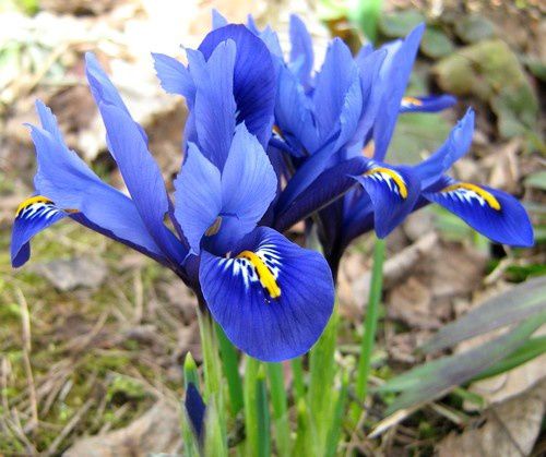 iris-reticulata-Harmony-16-mars-09.jpg