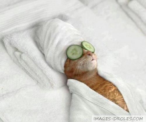 chat-thalasso-drole.jpg