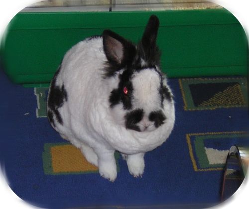 lapin-2.jpg