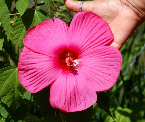 large_flowered_hibiscus.jpg