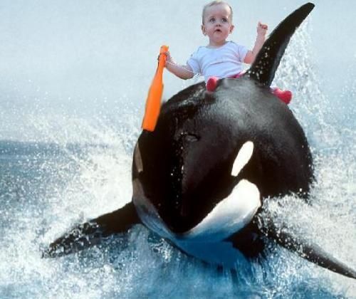 orca der killerwal online sehen orca der killerwal online sehen