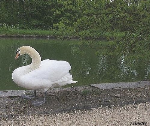 le-cygne-3.JPG