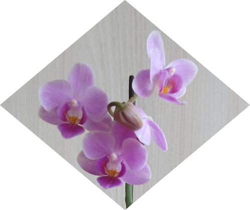 Orchidee mini 2
