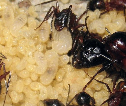 Diapause larvaire chez Camponotus ligniperdus