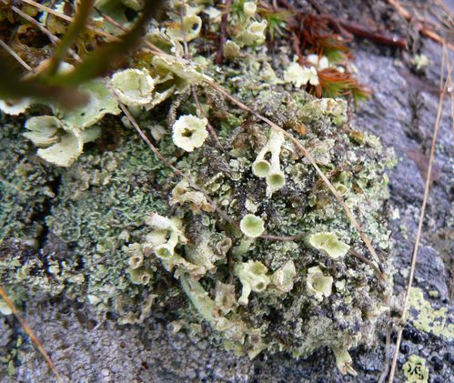 lichen