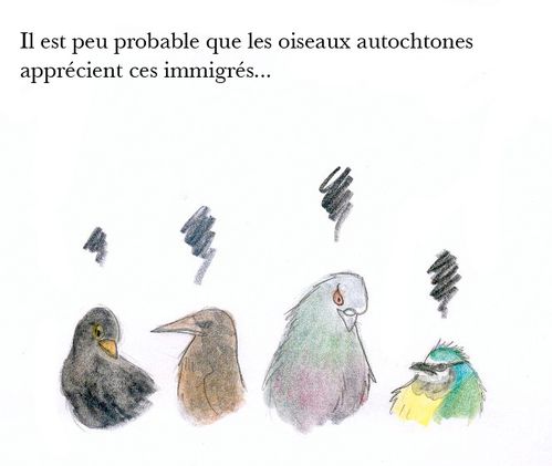 strip-oiseaux3.jpg