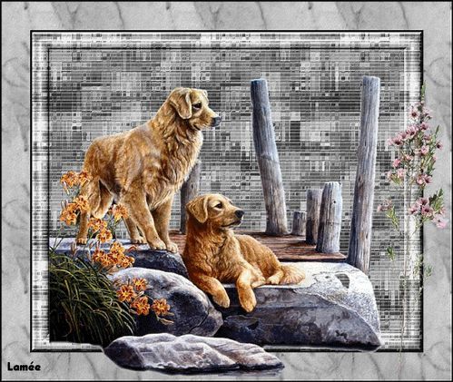 beaux-chiens.jpg