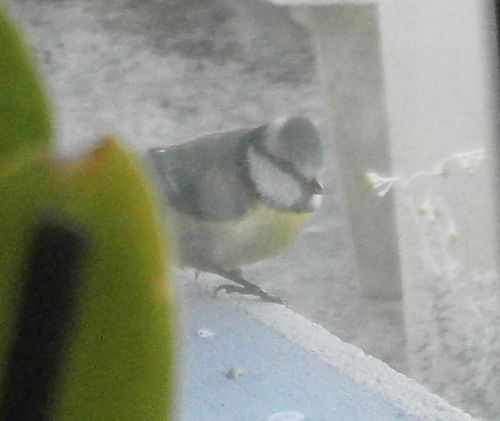 oiseaux-015-copie-1.JPG