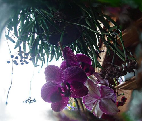 phalaenopsis-et-hoyas.jpg