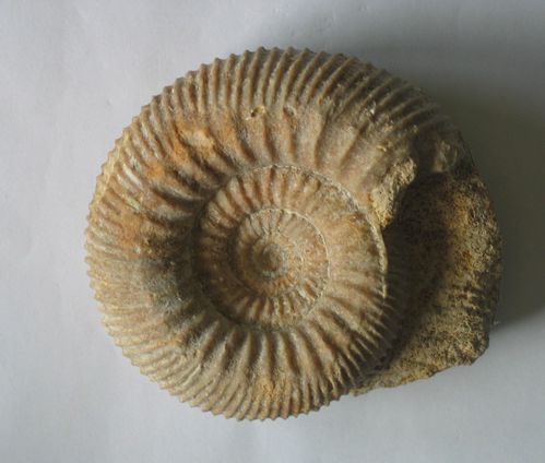 Ammonites-2071.JPG