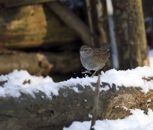 Accenteur mouchet photo d'oiseaux de Picardie Thiérache ardennaise Benoit Henrion