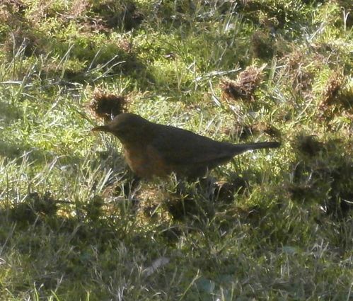 oiseaux-020.JPG