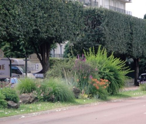 Arbres.jpg